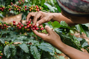 Our Farmers + Our Coffee Eat Your Coffee Fair Trade Coffee Beans